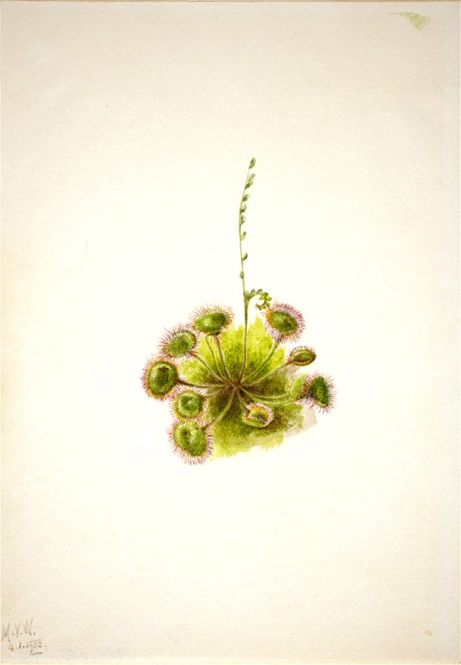 Roundleaf Sundew (Drosera rotundifolia)
