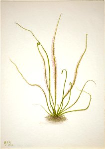 Thread Leaf Sundew (Drosera rotundifolia)