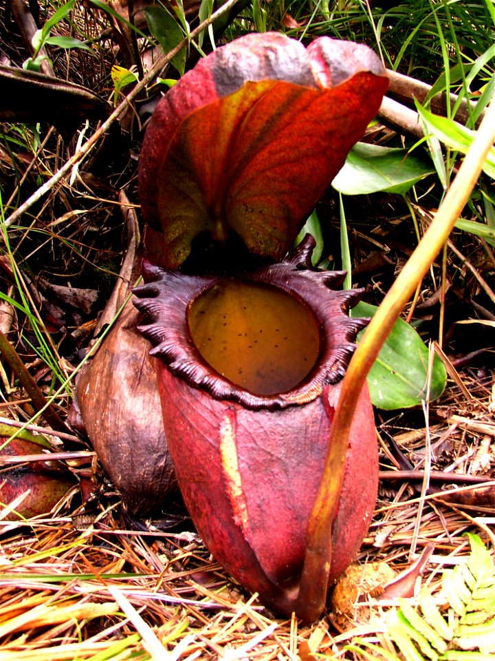 Large lower pitcher of wild Nepenthes rajah plant