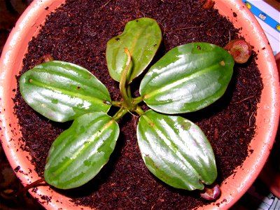 Cultivated Nepenthes rajah plant.