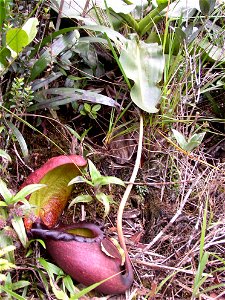 Nepenthes rajah leaf.