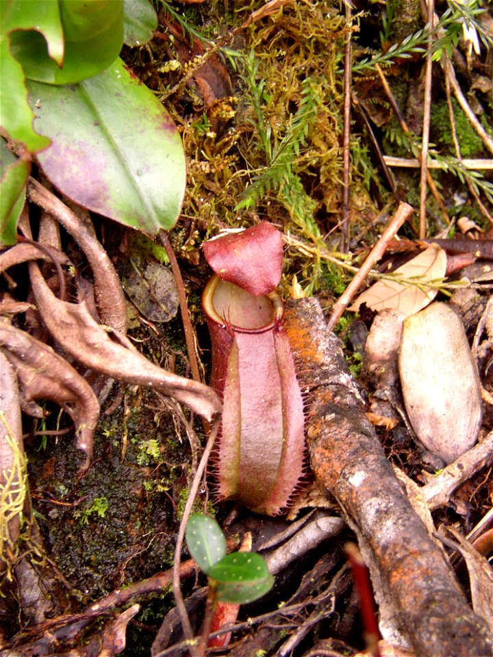 N. tentaculata x N. rajah