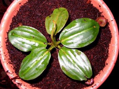 Cultivated plant of Nepenthes rajah.