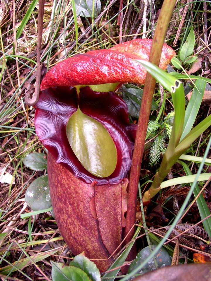 Large lower pitcher of Nepenthes rajah.  Mount Kinabalu, Sabah, Borneo.
