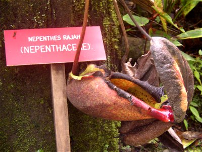 Nepenthes rajah on display at the "Mountain Garden", Mount Kinabalu, Borneo.