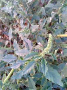 முள்ளுக் கீரை Botanical name: Amaranthus spinosus Common name: Prickly Amaranth Tamil name: Mullukkeerai ‘thorny pot-herb’ This is used as antidote for snake-poison; As per researches this pot- photo