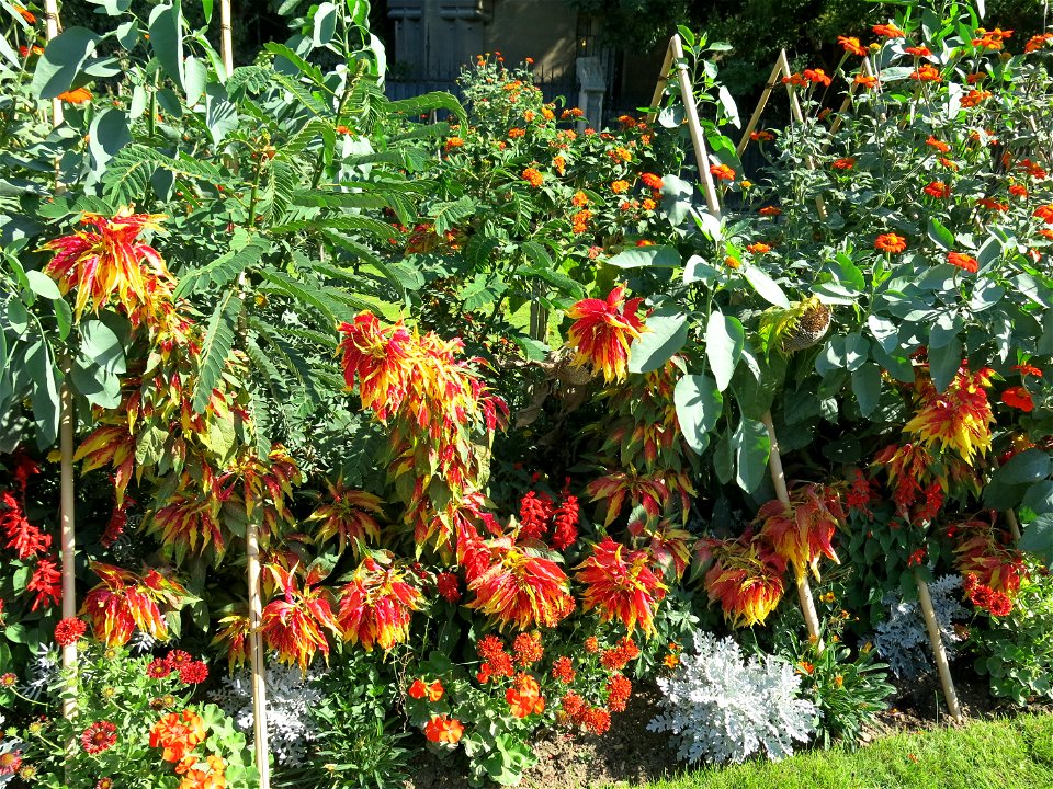 Amaranthus tricolor in the Square Jean XXIII near Notre-Dame cathedral (Paris, France).