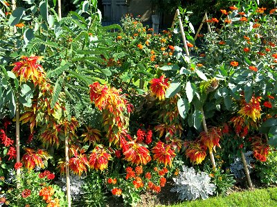 Amaranthus tricolor in the Square Jean XXIII near Notre-Dame cathedral (Paris, France).