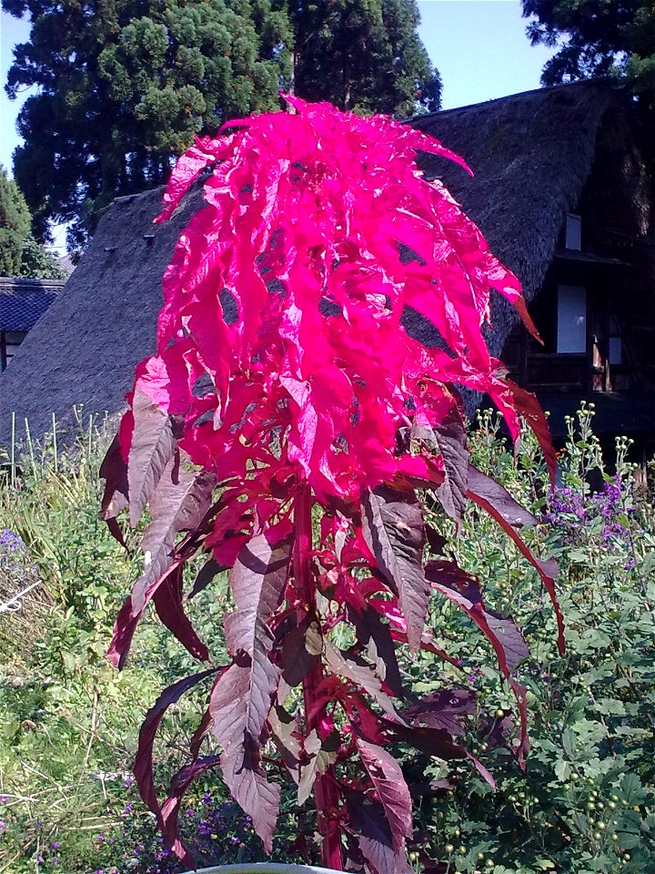 unidentified plant, Ainokura, Japan