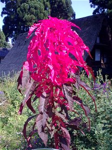 unidentified plant, Ainokura, Japan