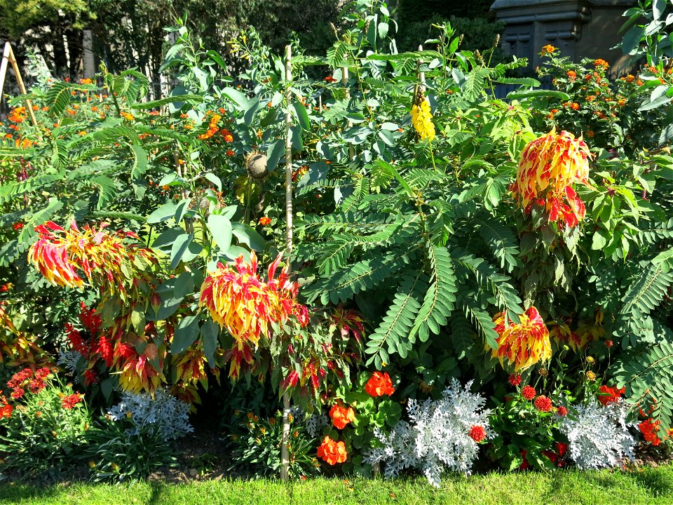 Amaranthus tricolor in the Square Jean XXIII near Notre-Dame cathedral (Paris, France).
