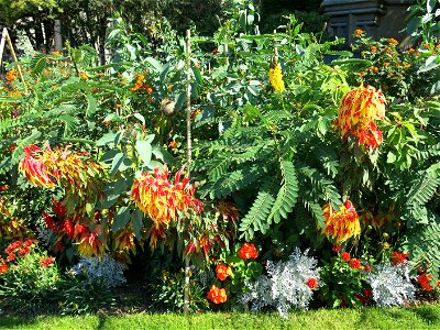 Amaranthus tricolor in the Square Jean XXIII near Notre-Dame cathedral (Paris, France).