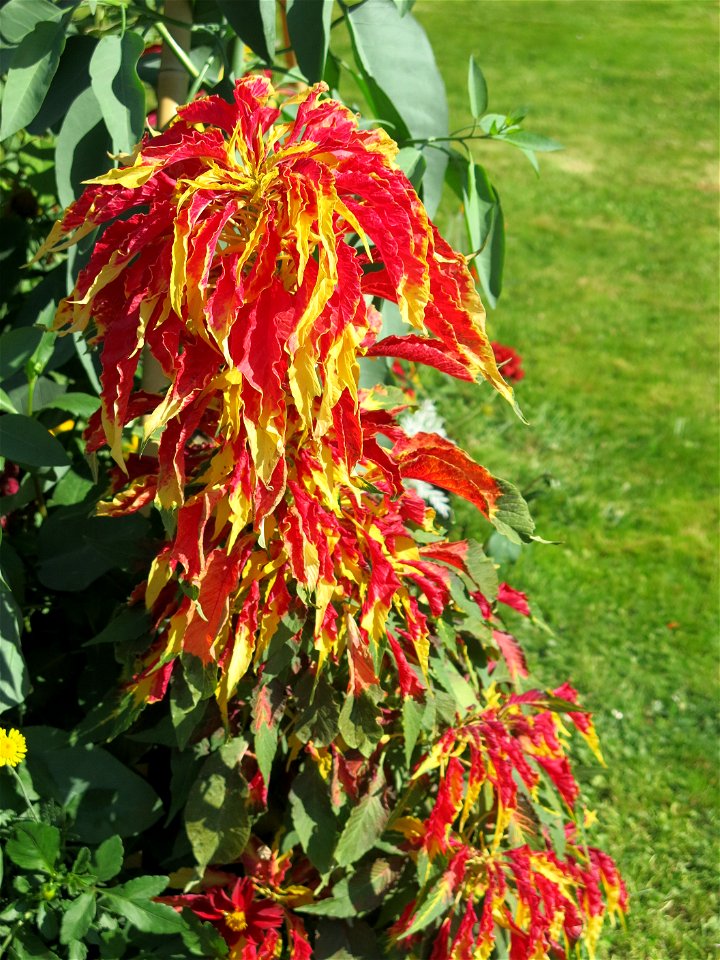 Amaranthus tricolor in the Square Jean XXIII near Notre-Dame cathedral (Paris, France).