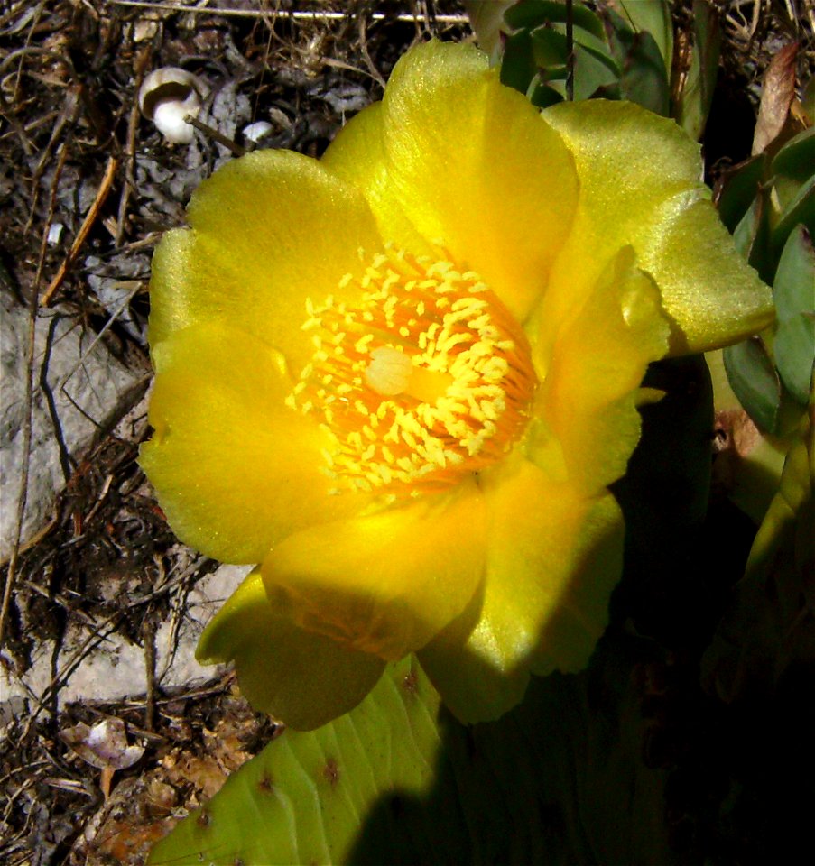 Opuntia humifusa flower (cultivated plant), Castelltallat, Catalonia