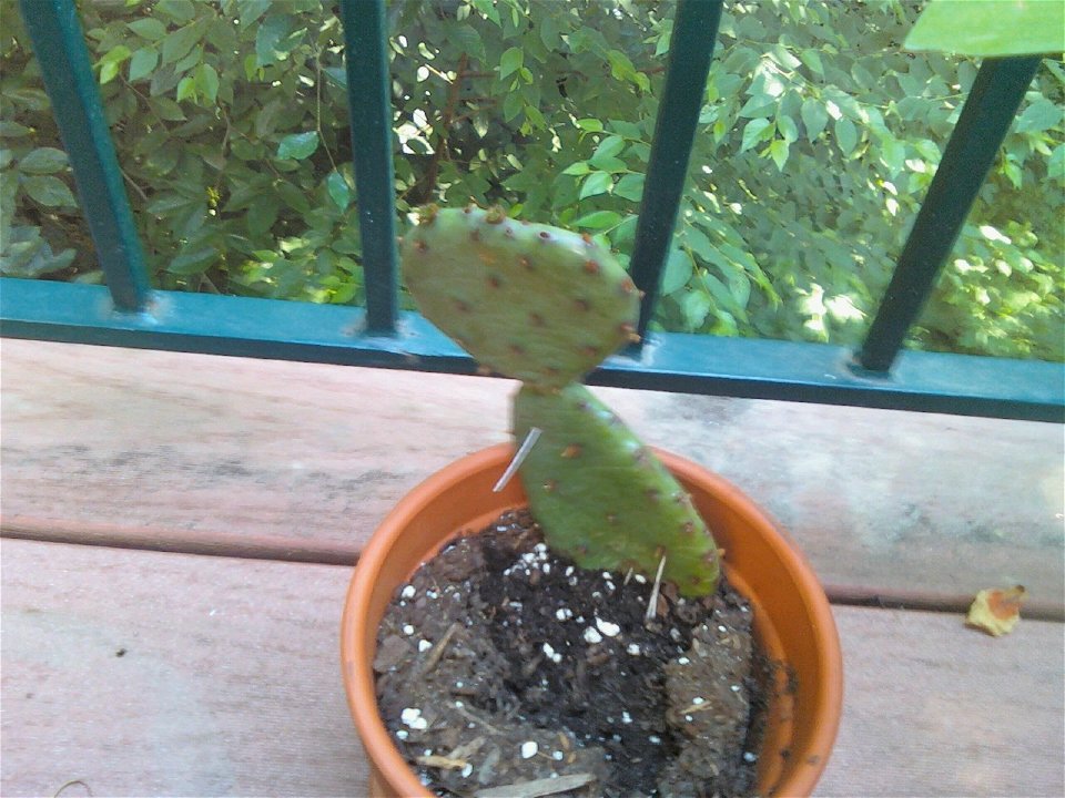 Opuntia humifusa - Eastern Prickly Pear
