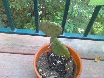 Opuntia humifusa - Eastern Prickly Pear