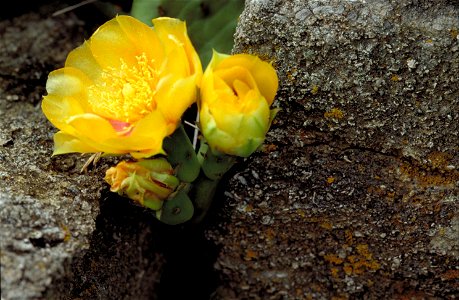 Image title: Opuntia humifusa prickly pear cacti plant
Image from Public domain images website, http://www.public-domain-image.com/full-image/flora-plants-public-domain-images-pictures/flowers-public-