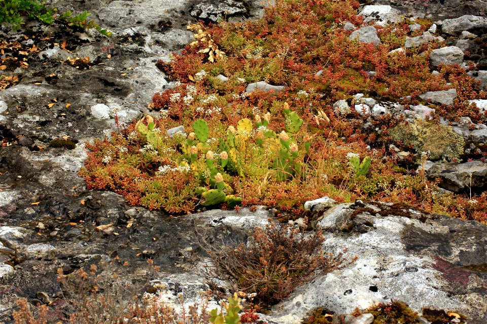 Flora of the Ardeche. Small cactus crawling merely on very little land.