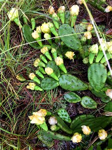 Opuntia mesacantha mesacantha. Subspecies of plant.