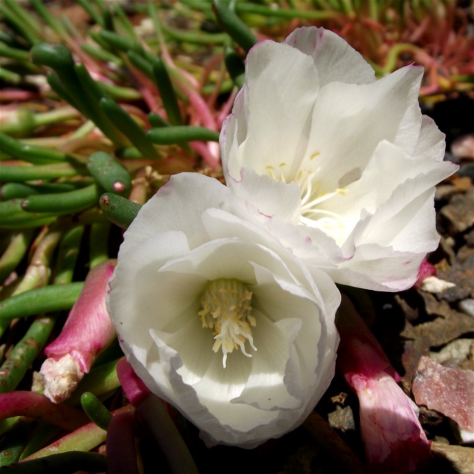 Lewisia rediviva at the UC Botanical Garden, Berkeley, California, USA. Identified by sign.