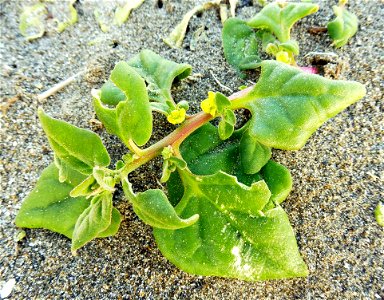 Tetragonia tetragonioides, growing in weedy back area along heavily-disturbed beach, to the east of Miurakaigan Station. City of Miura, Kanagawa Prefecture, Japan.