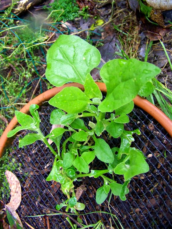 Tetragonia tetragonioides, New Zealand spinach, warrigal greens.