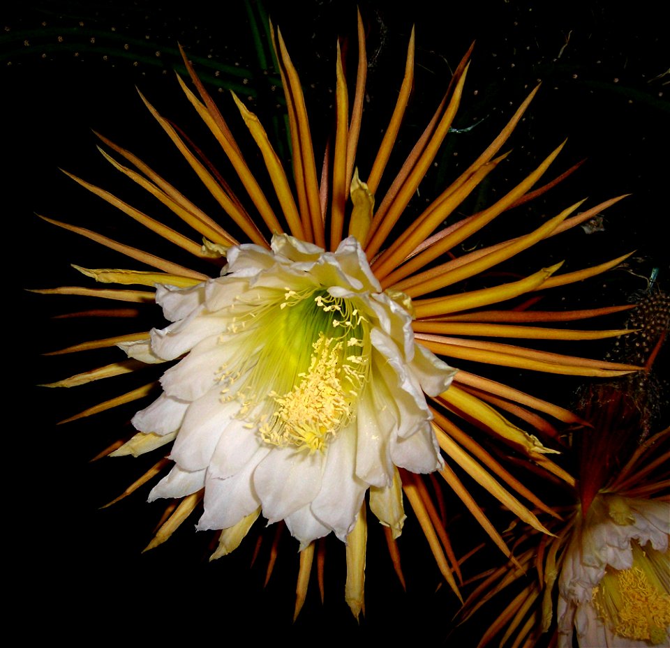 Selenicereus pteranthus fully opened flower