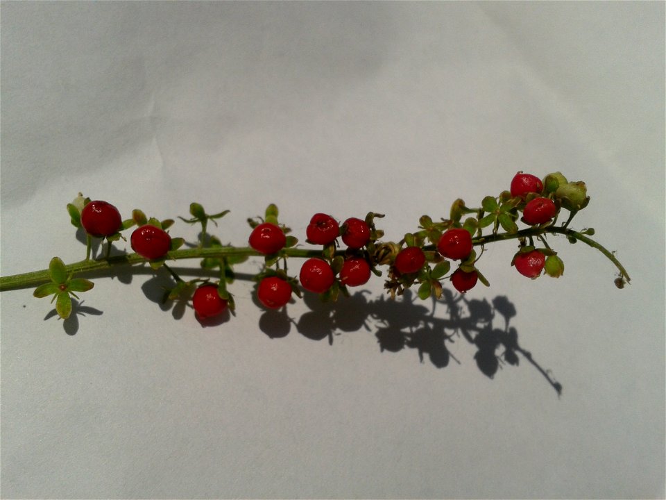 இரத்த நெல்லி  
Botanical name - Rivina Humilis 
Common name – Pigeonberry
Cures infertility ;  Valued as shade-tolerant groundcover; Juice made from the berries was  used as a dye and ink at one 