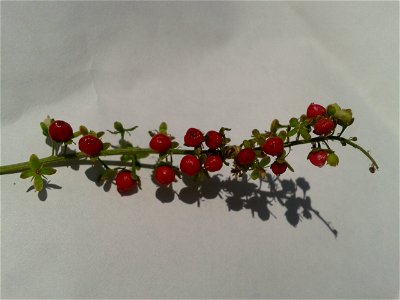 இரத்த நெல்லி  
Botanical name - Rivina Humilis 
Common name – Pigeonberry
Cures infertility ;  Valued as shade-tolerant groundcover; Juice made from the berries was  used as a dye and ink at one 