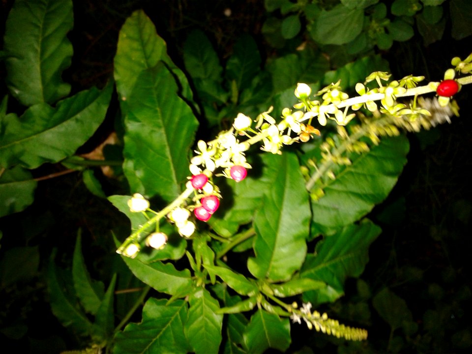 இரத்த நெல்லி  
Botanical name - Rivina Humilis 
Common name – Pigeonberry
Cures infertility ;  Valued as shade-tolerant groundcover; Juice made from the berries was  used as a dye and ink at one 