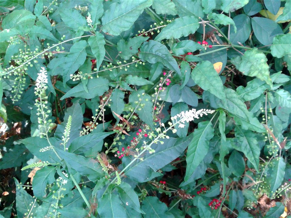 இரத்த நெல்லி  
Botanical name - Rivina Humilis 
Common name – Pigeonberry
Cures infertility ;  Valued as shade-tolerant groundcover; Juice made from the berries was  used as a dye and ink at one 