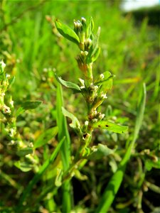 Vogelknöterich (Polygonum aviculare) bei Reilingen