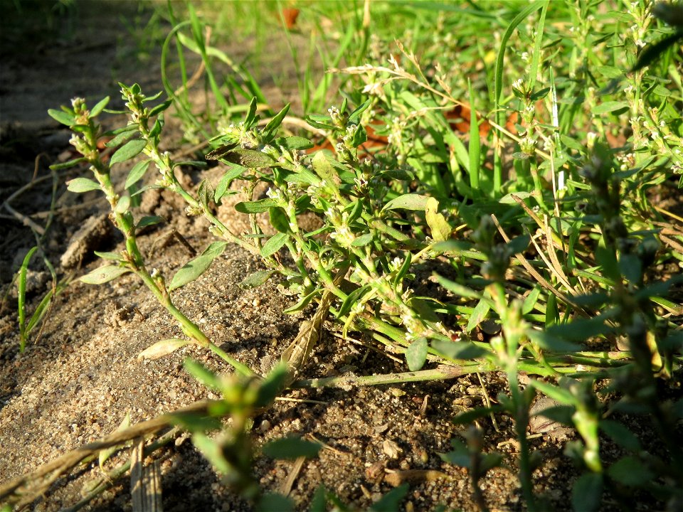 Vogelknöterich (Polygonum aviculare) bei Reilingen