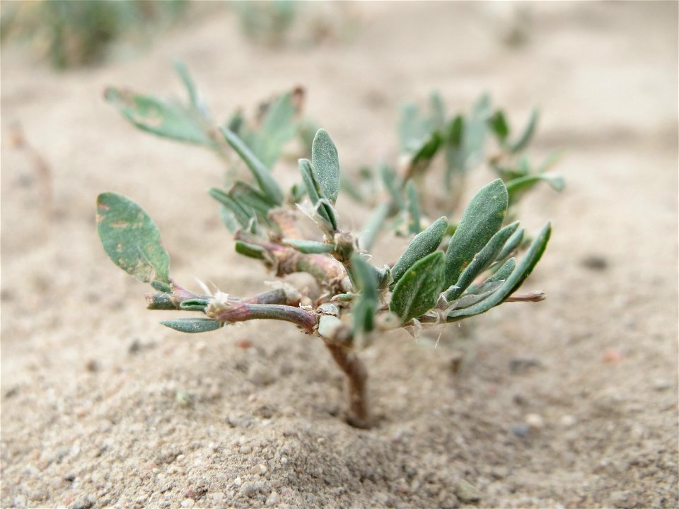 Vogelknöterich (Polygonum aviculare) bei Reilingen