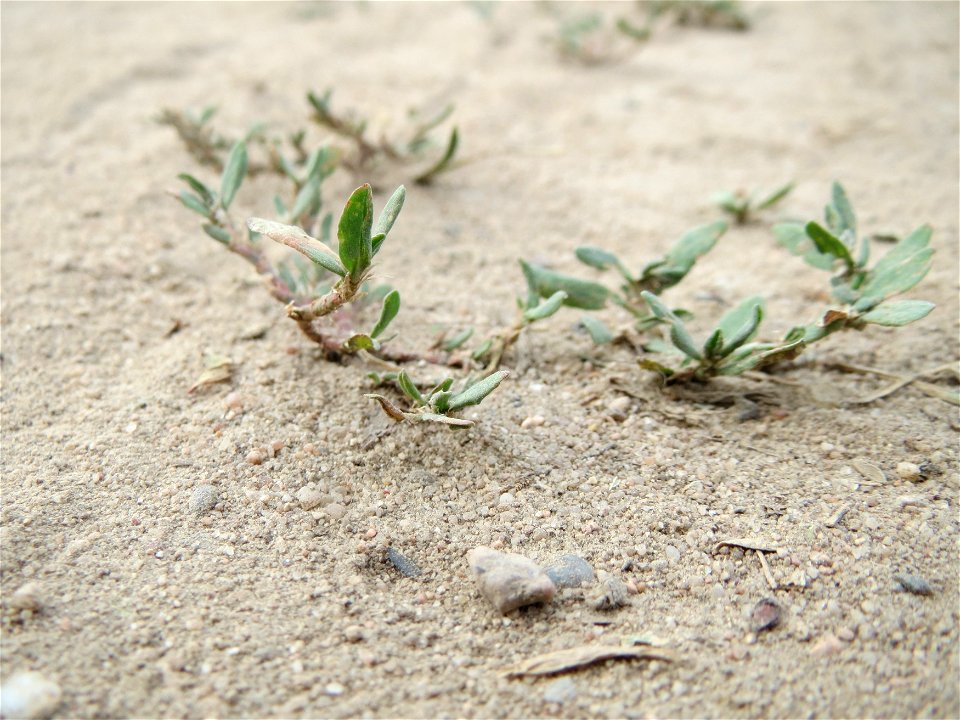 Vogelknöterich (Polygonum aviculare) bei Reilingen
