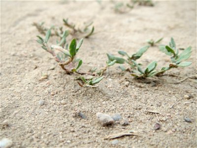 Vogelknöterich (Polygonum aviculare) bei Reilingen