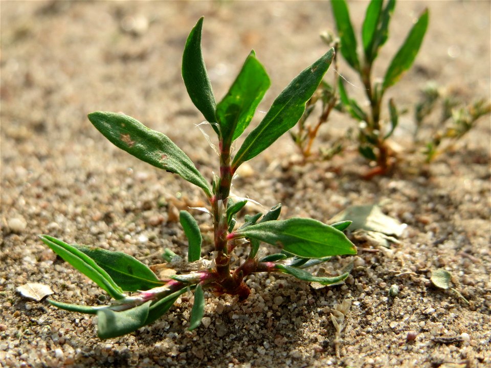 Vogelknöterich (Polygonum aviculare) bei Reilingen