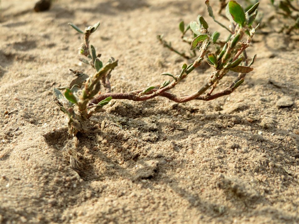 Vogelknöterich (Polygonum aviculare) bei Reilingen