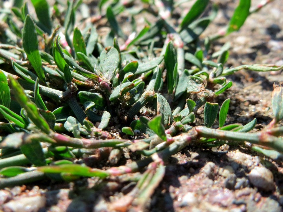Vogelknöterich (Polygonum aviculare) in Hockenheim