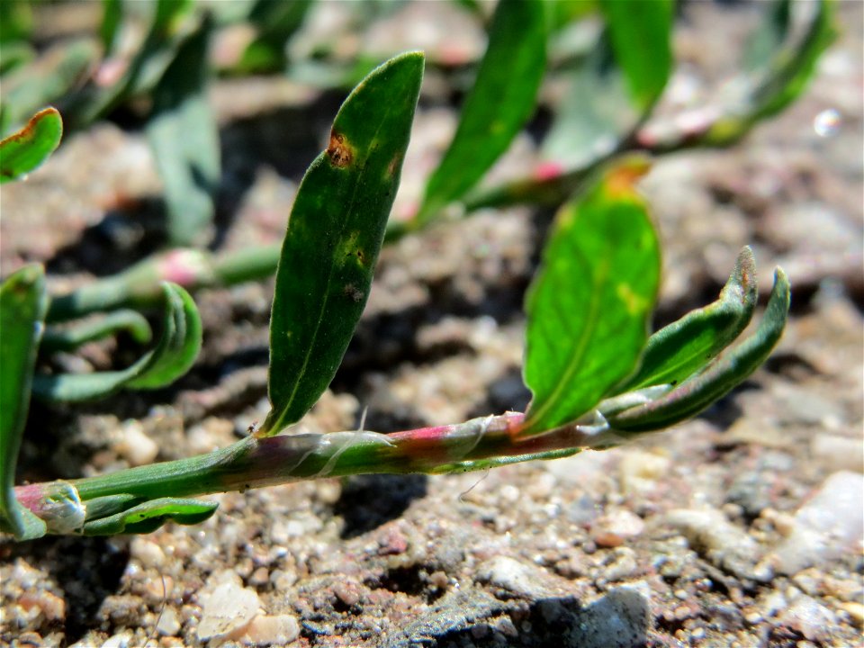 Vogelknöterich (Polygonum aviculare) in Hockenheim