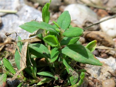 Vogelknöterich (Polygonum aviculare) am Geißböckelgraben bei Philippsburg