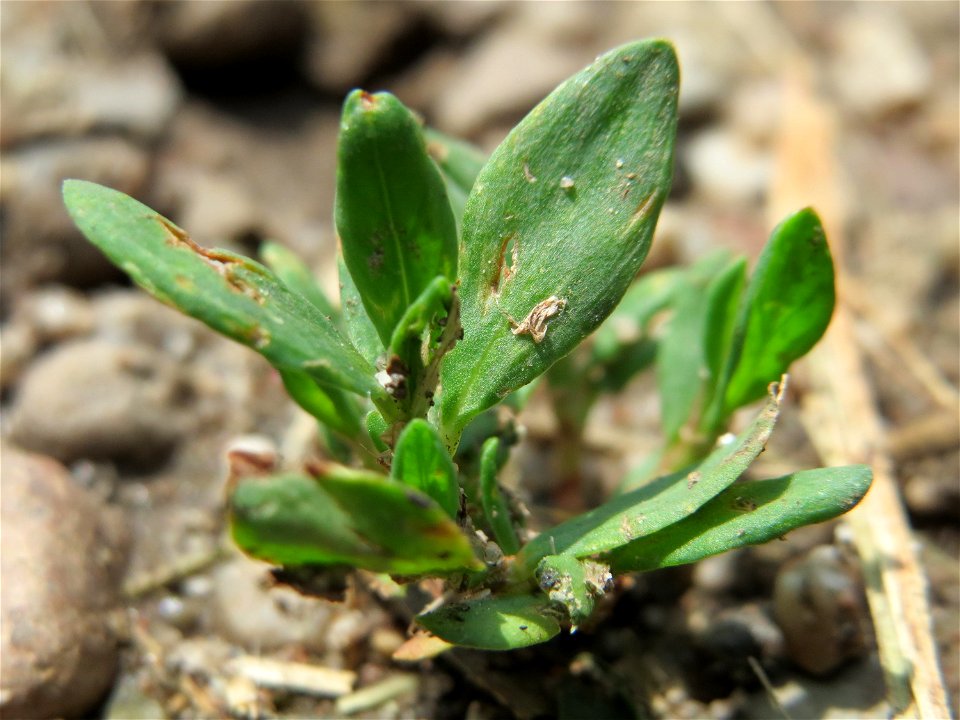 Vogelknöterich (Polygonum aviculare) am Geißböckelgraben bei Philippsburg