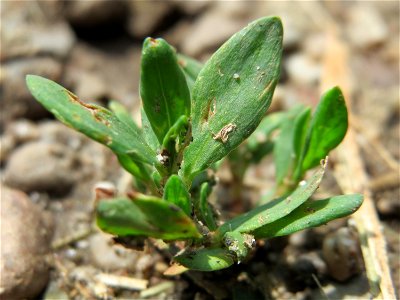 Vogelknöterich (Polygonum aviculare) am Geißböckelgraben bei Philippsburg