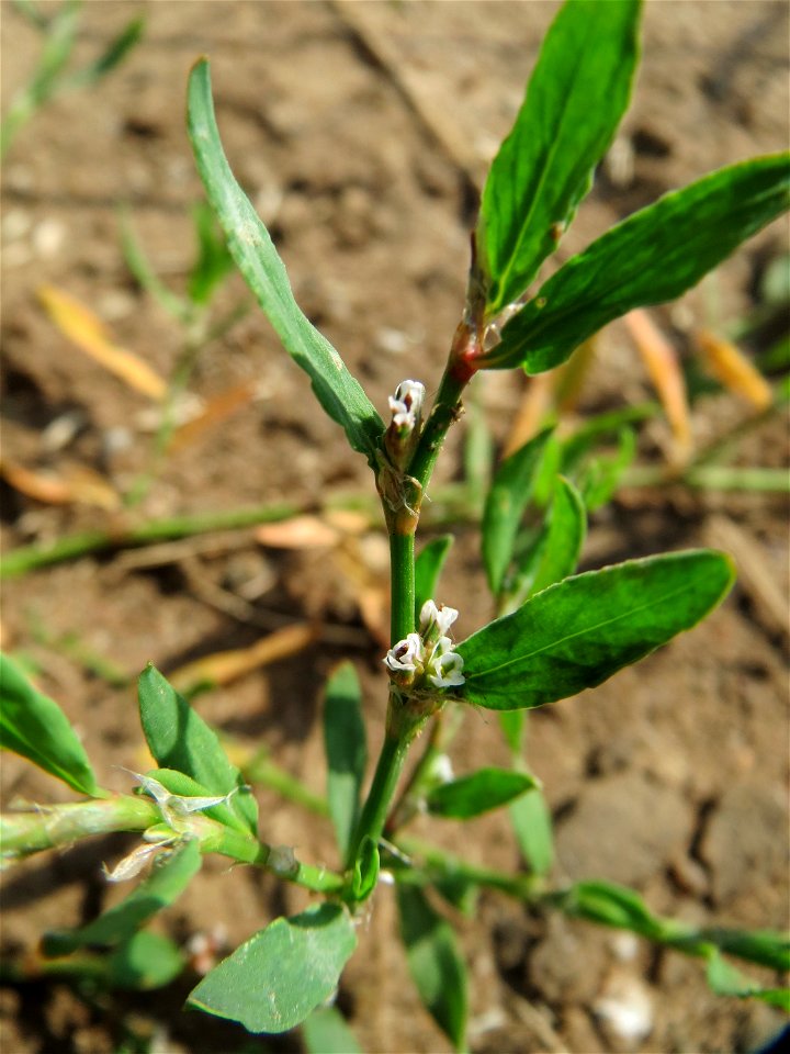 Vogelknöterich (Polygonum aviculare) bei Reilingen