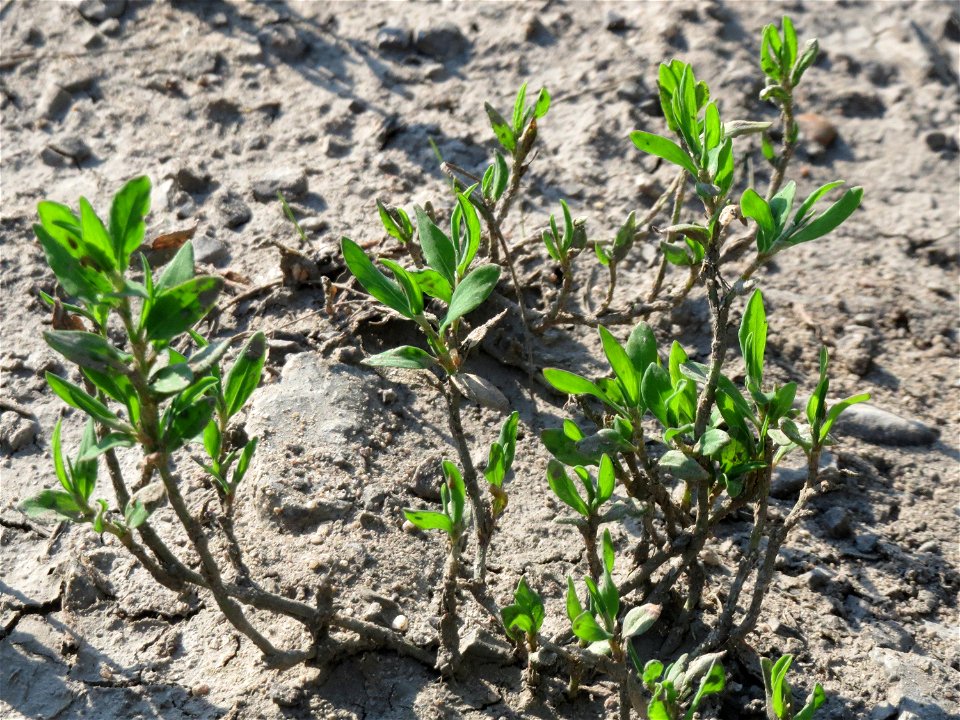 Vogelknöterich (Polygonum aviculare) bei Hockenheim