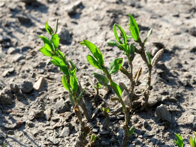 Vogelknöterich (Polygonum aviculare) bei Hockenheim
