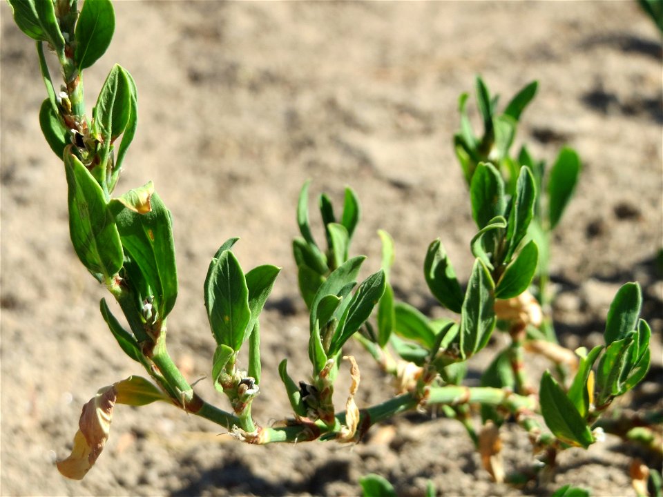 Vogelknöterich (Polygonum aviculare) bei Reilingen