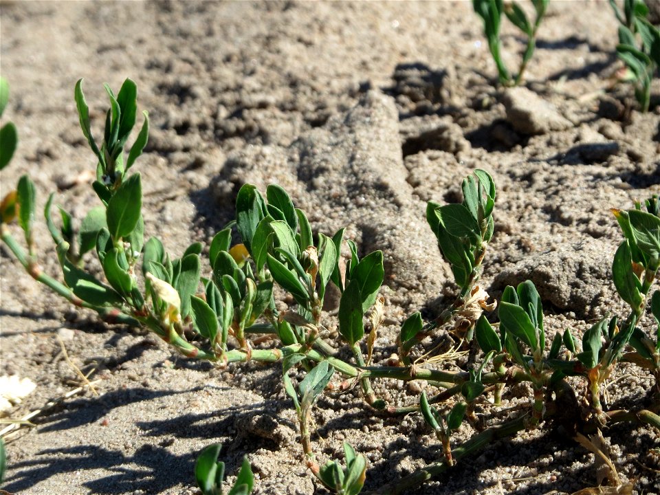 Vogelknöterich (Polygonum aviculare) bei Reilingen