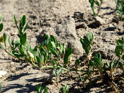 Vogelknöterich (Polygonum aviculare) bei Reilingen