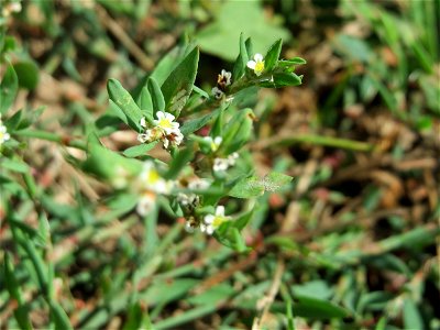 Vogelknöterich (Polygonum aviculare) in Hockenheim-Talhaus